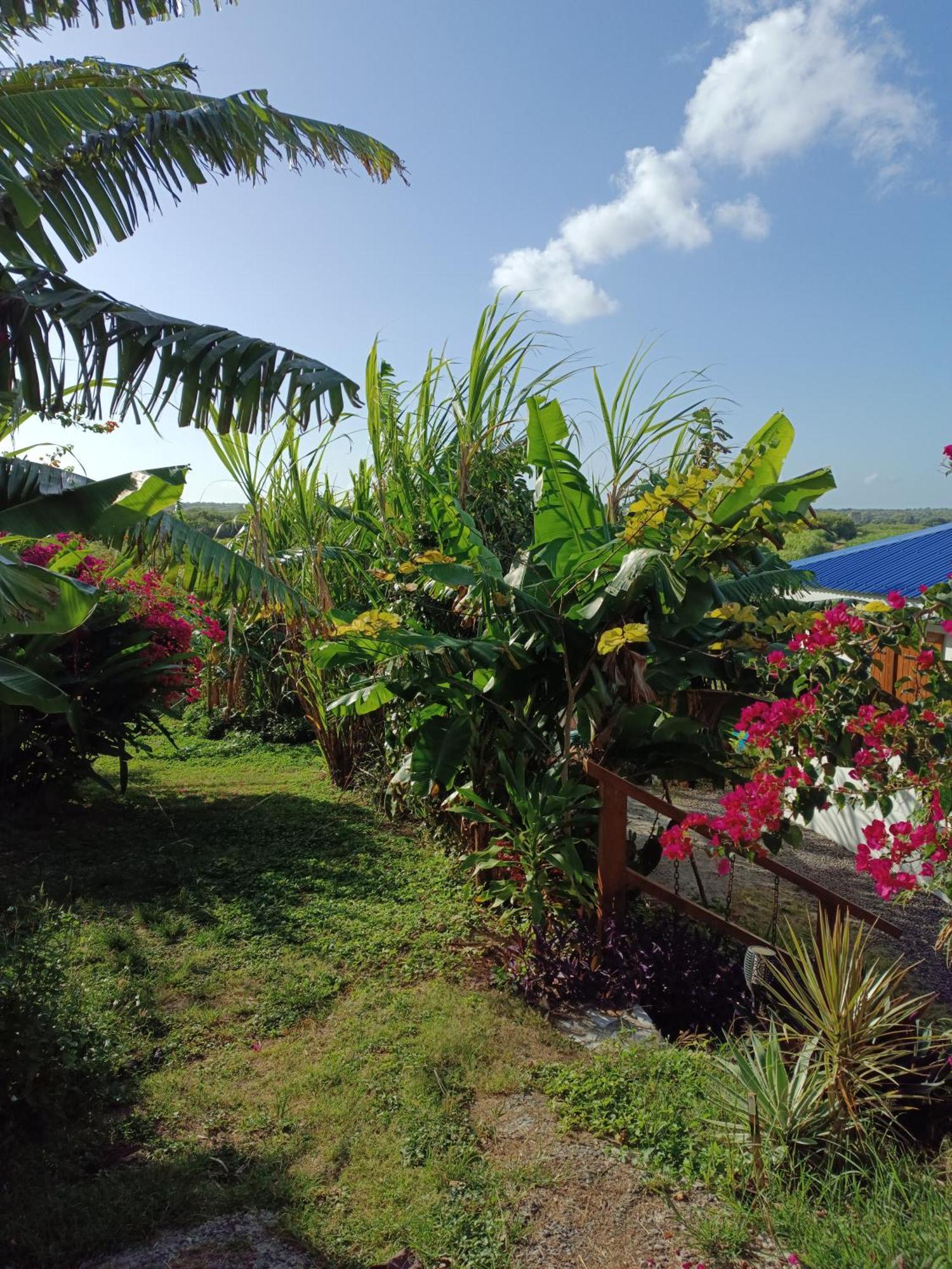 Kaz A Klemence Gite Creole Avec Piscine Et Table Dhotes A Anse Bertrand Екстер'єр фото